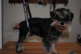 /album/fotogaleria/dexter-pred-strihan9m-jpg/